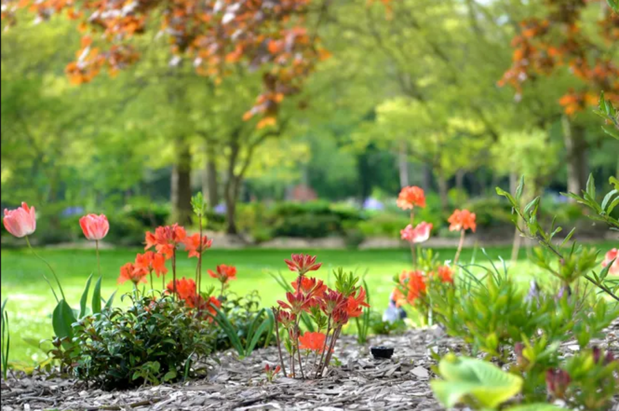 Bunte Blumen im Blumenbeet vor einer Wiese