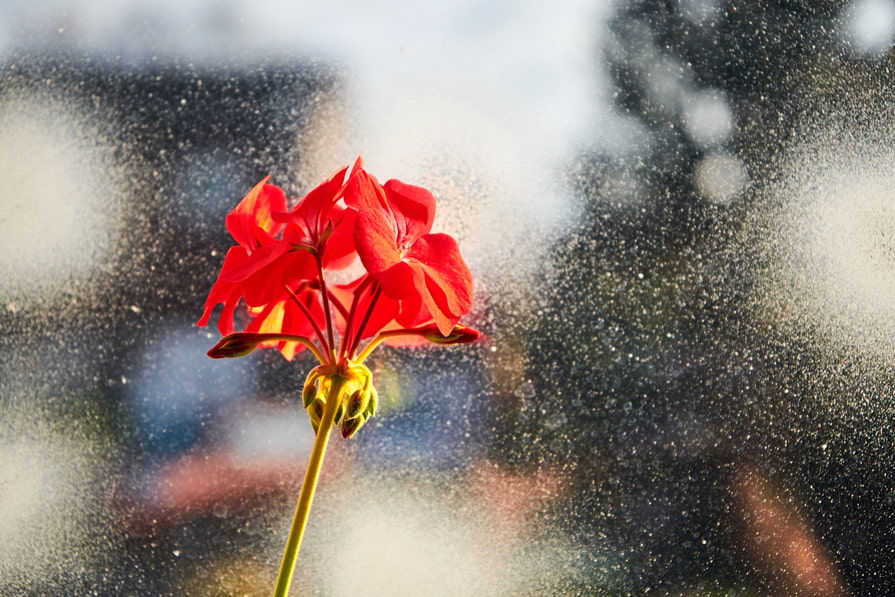 Geranienblüte vor beschlagenen Fenster