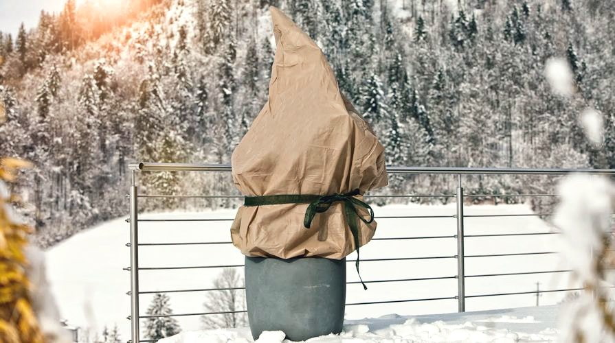 Kübelpflanze auf Terrasse mit Frostschutzvlies mit schneebedecktem Wald im Hintergrund