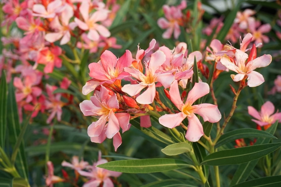 Oleanderblüten im Sommer