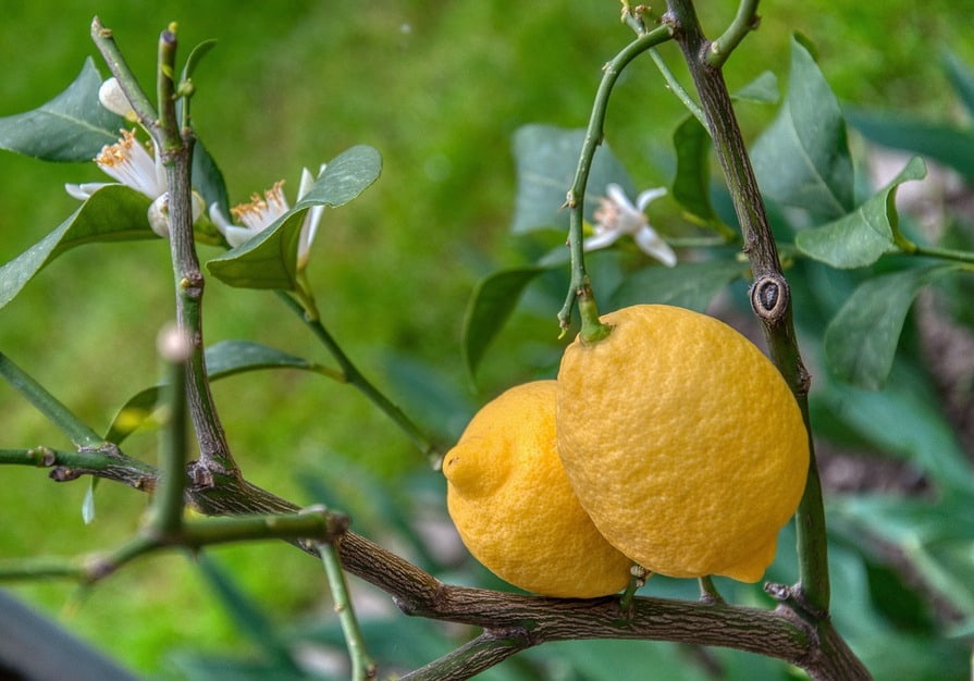 Zitronenbaum mit Blueten